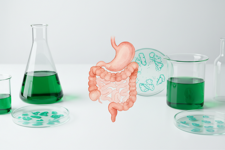 Symbolbild Verdauung NaturSpross Labor