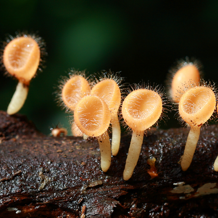 Stool test for intestinal fungus