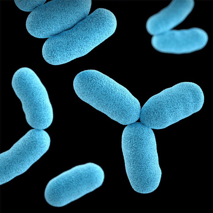 Parasitological examination microscopically