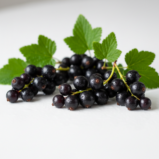 NaturSpross Gemmo Blackcurrant 30ml