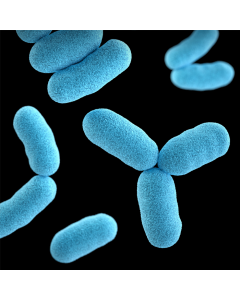 Parasitologische Untersuchung mikroskopisch
